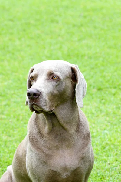 Schöne Weimaranerin Mit Grünem Grashintergrund — Stockfoto