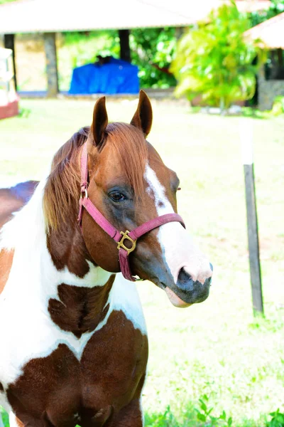 Close up of a beautiful pinto horse in a farm yard — Stock Photo, Image