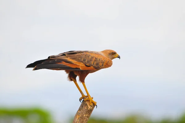 サバンナ ホーク (Buteogallus meridionalis) — ストック写真