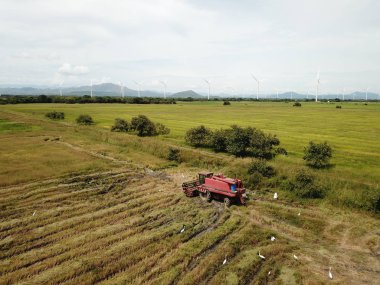 P bir alanda pirinç hasat bir birleştirme makinesi havadan görünümü