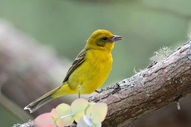 Alev renkli Tanager (Piranga bidentata)
