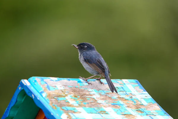 Slaty Flowerpiercer (Diglossa plumbea) — Stockfoto