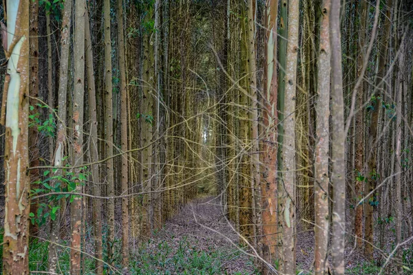 Close up View of trees in a forest — Stock Photo, Image