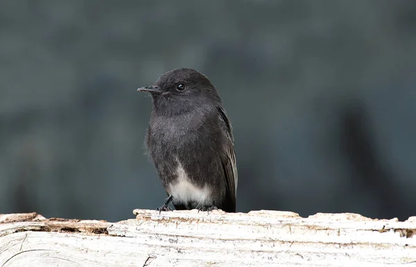 Phoebe preto (sayornis nigricans ) — Fotografia de Stock