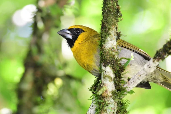 Feketearcú meggyvágó (Caryothraustes poliogaster) — Stock Fotó