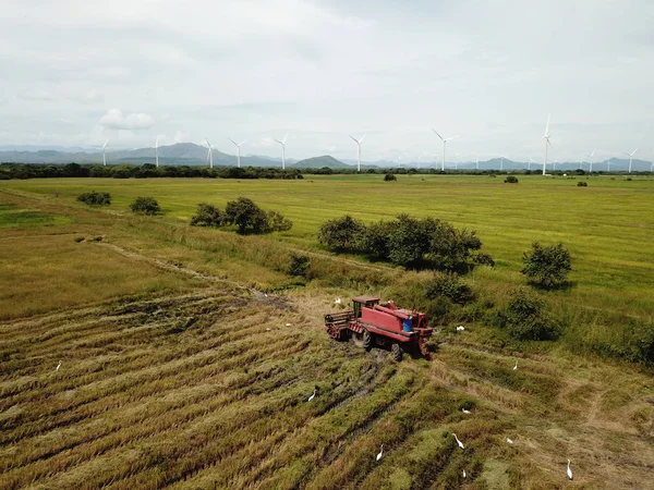 Widok z lotu ptaka kombajnu maszyny do zbioru ryżu w polu w P — Zdjęcie stockowe