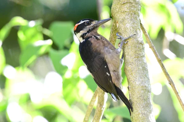 Hairy Woodpecker (Leuconotopicus villosus) — Stock Photo, Image