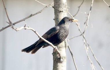 Avrasya karatavuk (Turdus merula)