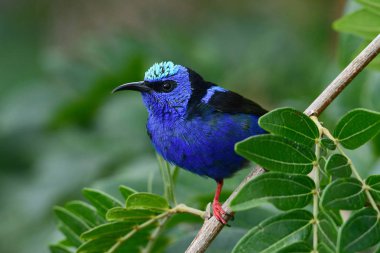 Kırmızı bacaklı Honeycreeper (Cyanerpes cyaneus) erkek