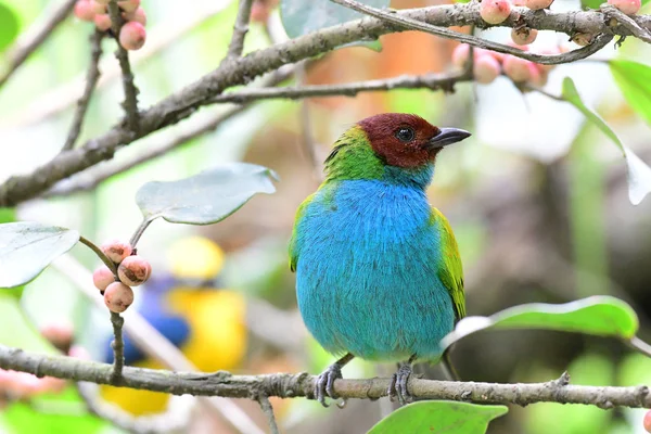 Tanager v zálivu (Tangara gyrola) — Stock fotografie