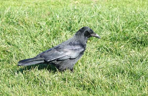 Tetem varjú (Corvus corone) — Stock Fotó