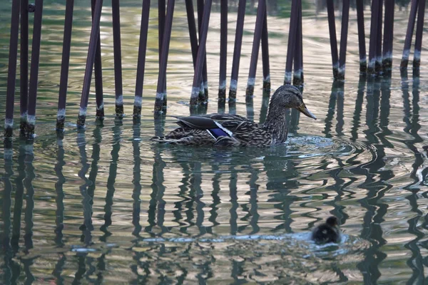 Pa bir gölette yüzen genç bir civciv ile Mallard dişi ördek — Stok fotoğraf