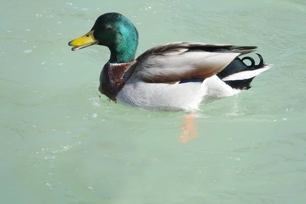 Canard colvert mâle nageant dans un étang d'eau claire — Photo