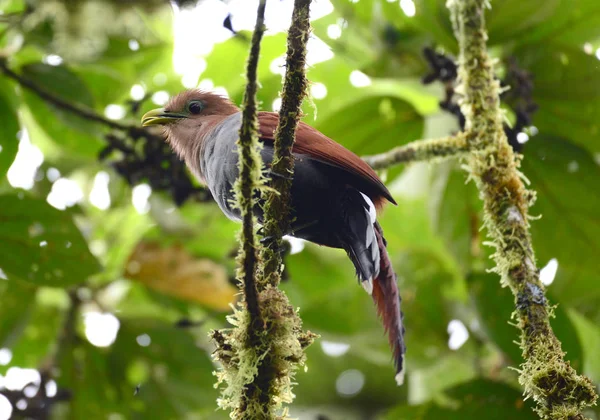 Squirrel Cuckoo (Piaya cayana) — Stock Photo, Image