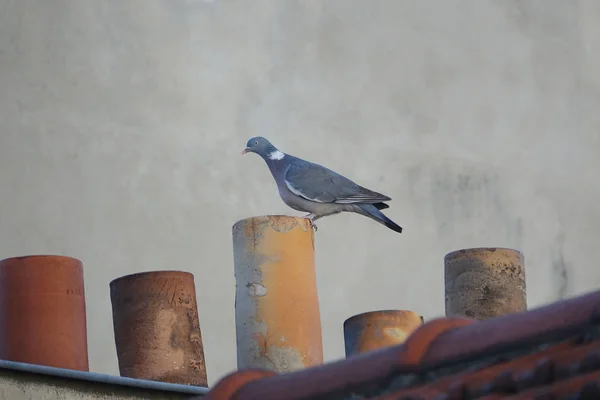 Wood Pigeon on top of roof chimneys in Paris, France in a cold w