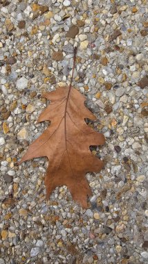 Çakıl kaldırımında meşe yaprağı