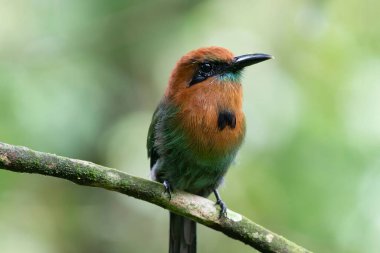 Güzel Geniş gagalı Motmot (Elektron platyrhynchum) yeşil arka planlı bir ağaç dalına tünemiştir..