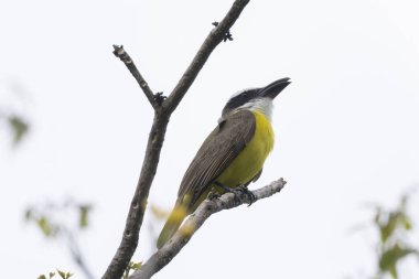 Tekne gagalı sinekkapan (Megarynchus pitangua) bir ağaç dalına tünemiştir.