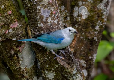 Güzel Mavi-gri Tanager (Thraupis piskoposluğu) muhteşem mavi tüylerini gösteren bir ağaç gövdesine tünemiş.