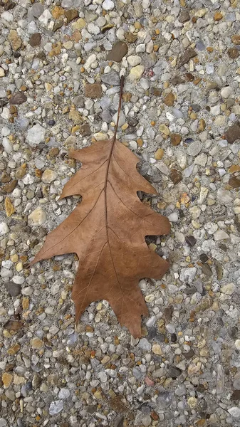 Çakıl kaldırımında meşe yaprağı