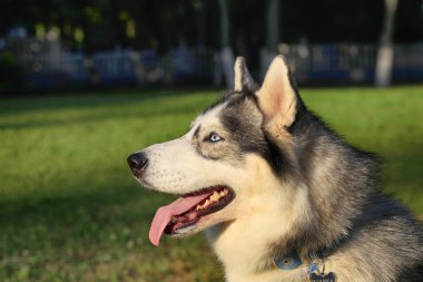 Husky köpek portre açık havada