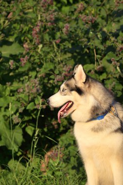 doğada güzel Siberian dış yapraklar