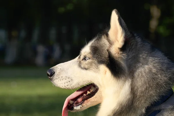 Sibirya Husky köpek portre açık yan görünüm