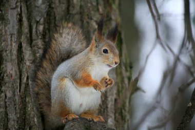 Ormandaki bir ağaç üzerinde oturan sincap