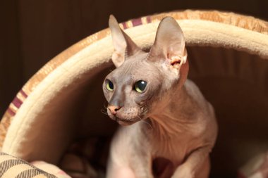 Don Sphynx doğurmak yakın çekim yeşil gözlü güzel kedi