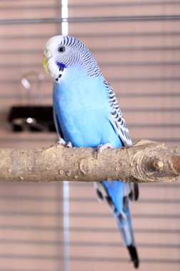 Mavi dalgalı papağan kafes yakın çekim içinde