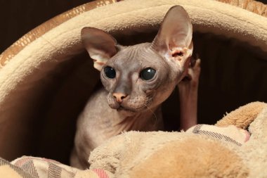 Güzel kedi doğurmak Don Sphynx yakın çekim