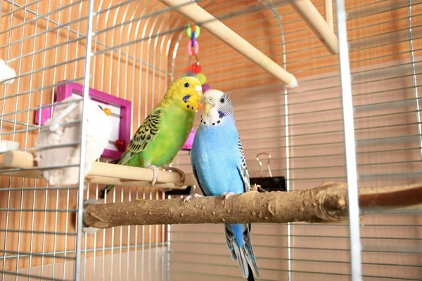 Two multi-colored budgies are sitting next to each other in a cage.
