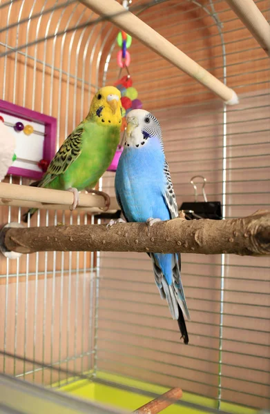 Two multi-colored budgies are sitting next to each other in a cage.