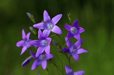 Bir yeşil yaz alanda güzel mavi çan
