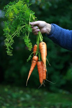 Bir adamın kendi bahçesinden elini içinde havuç hasat