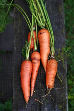 Bir ahşap bank üzerinde Bahçe yatağından taze havuç