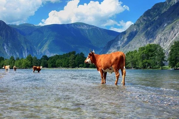 Beautiful landscape with bulls in the water in the valley of the river Chulyshman on the background of mountains. Altai Republic, Russia