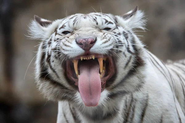Portrait of a white tiger with open mouth