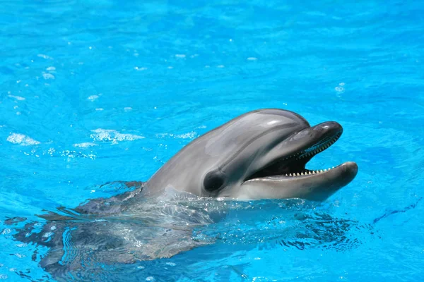 Close Dolphin Water Dolphinarium — Stock Photo, Image