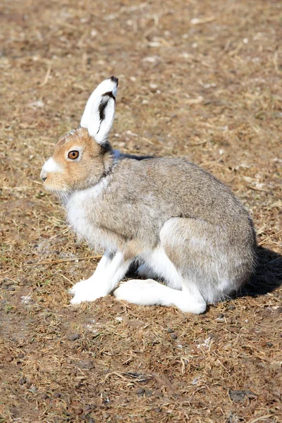 地面に座っているウサギのクローズ アップ — ストック写真