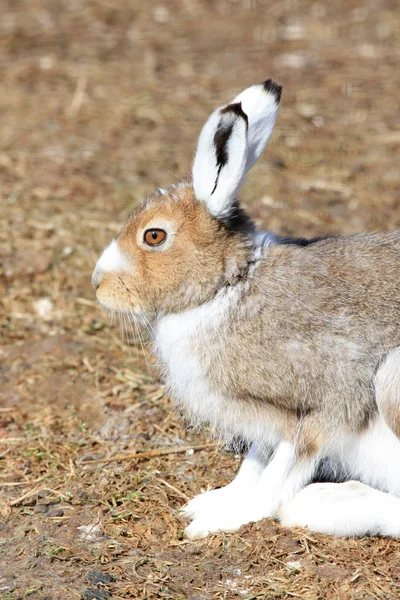 地面に座っているウサギのクローズ アップ — ストック写真