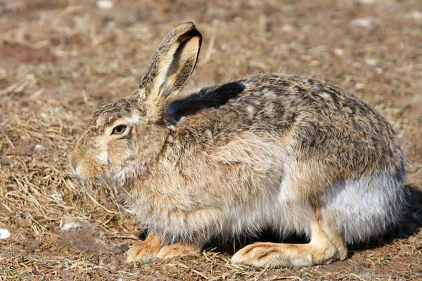 Yerde Oturan Bir Tavşan Yakın Çekim — Stok fotoğraf