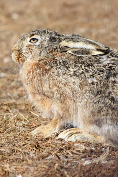 Close Van Een Haas Die Zittend Grond — Stockfoto