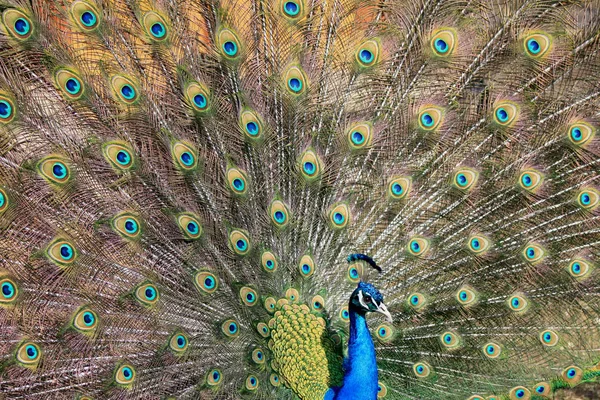 Pavão Penas Bonito — Fotografia de Stock