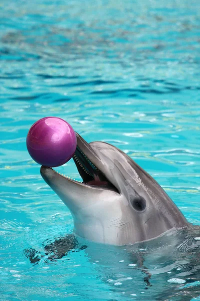 Delfin Gra Piłkę Wodzie Obrazy Stockowe bez tantiem