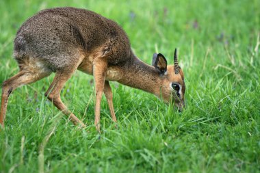 En küçük antilop dik-dik bir yeşil çayır üzerinde