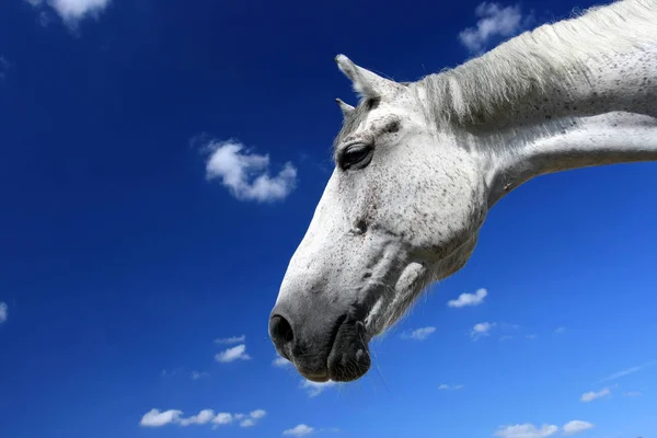 Білий Кінь Портрет Блакитне Небо — стокове фото