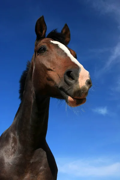 Hnědý Kůň Portrét Modrá Obloha — Stock fotografie