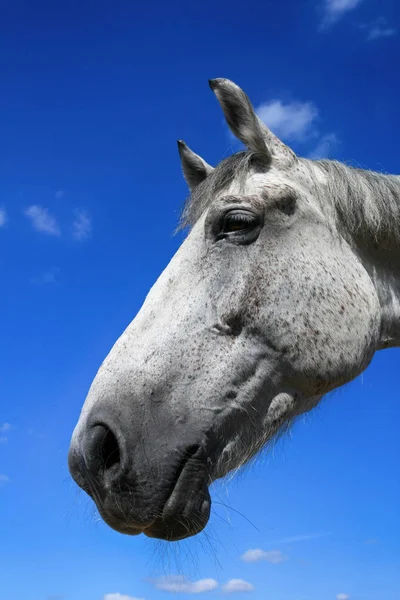 Retrato Caballo Blanco Sobre Fondo Cielo Azul — Foto de Stock