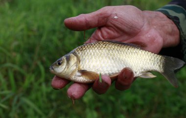 Balıkçı'nın elinde yakalanan balıkların yakın çekim